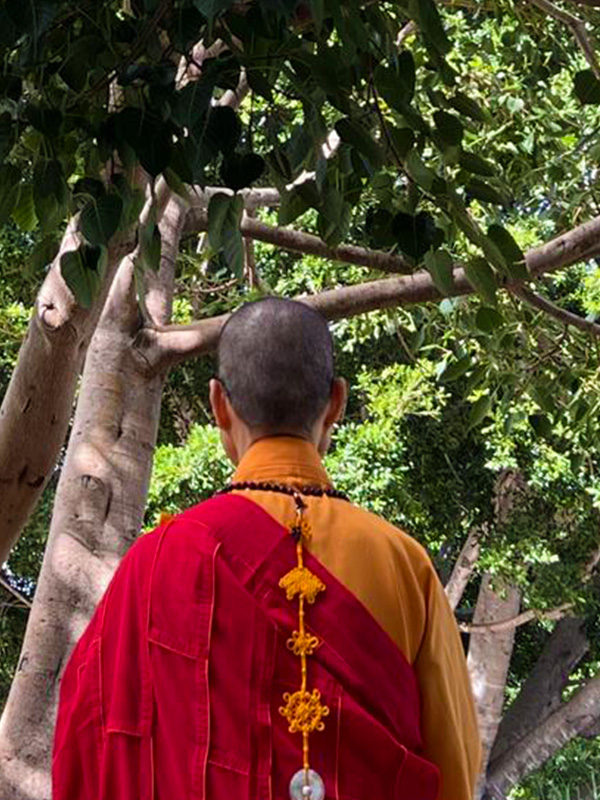Bodhi tree blessing